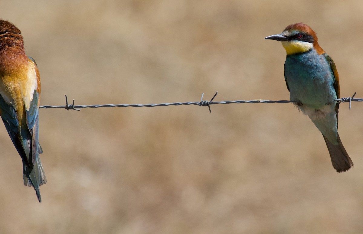 European Bee-eater - ML619700625