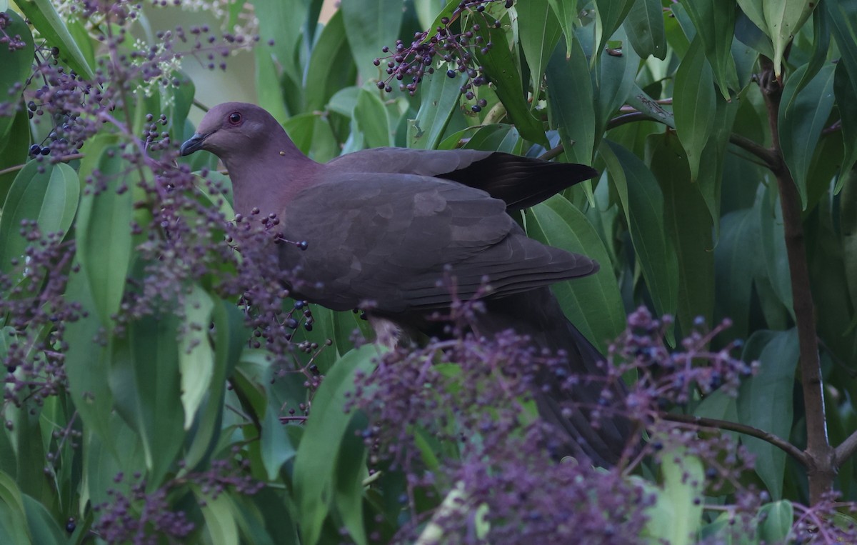 Pigeon à bec noir - ML619700629