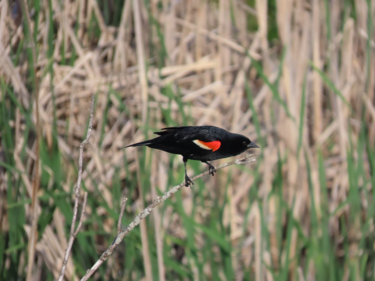 Red-winged Blackbird - ML619700638