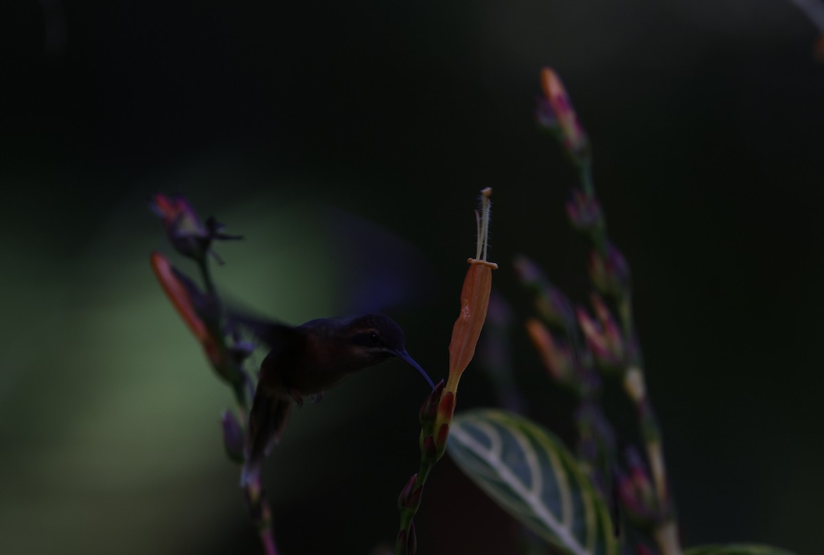 Пестрогорлый колибри-отшельник - ML619700649