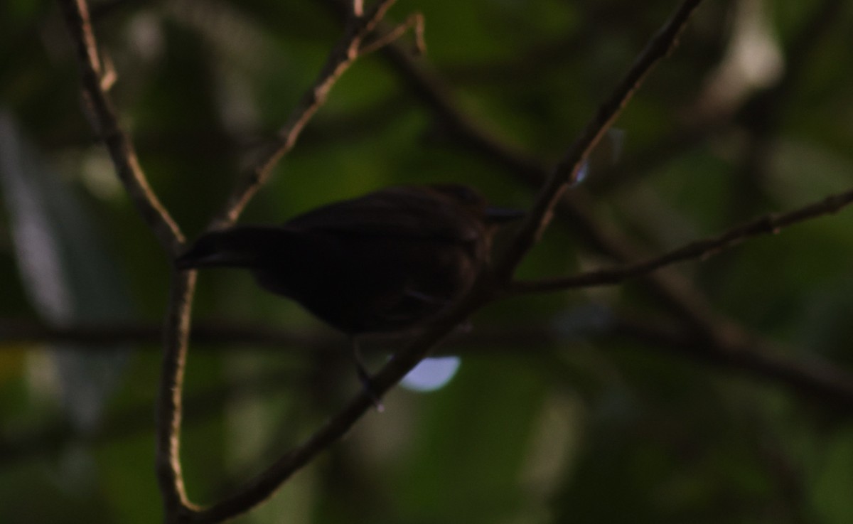 Tawny-crested Tanager - ML619700720