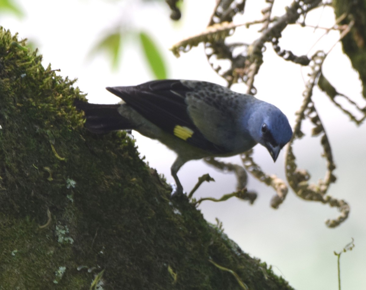 Yellow-winged Tanager - ML619700772