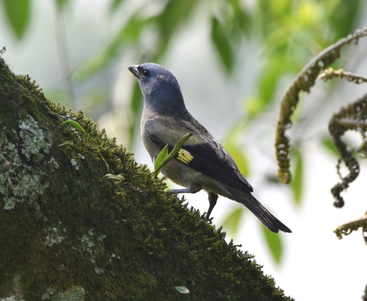 Yellow-winged Tanager - ML619700773