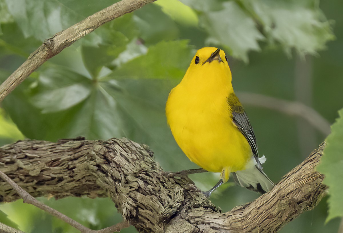 Prothonotary Warbler - ML619700812