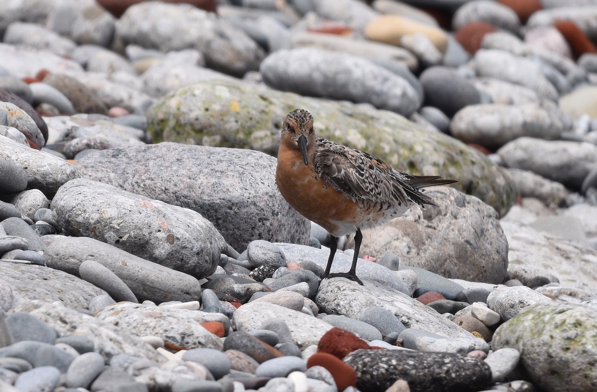 Red Knot - ML619700826