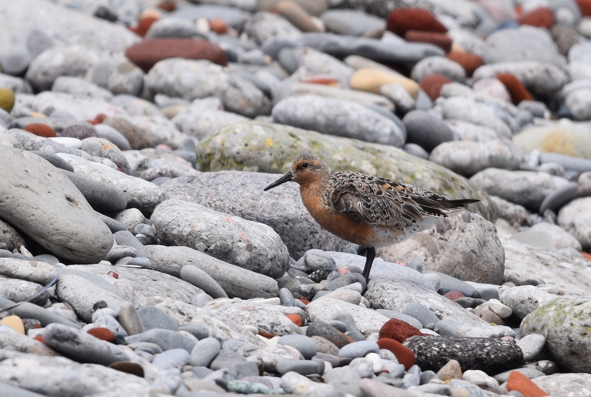 Red Knot - ML619700827