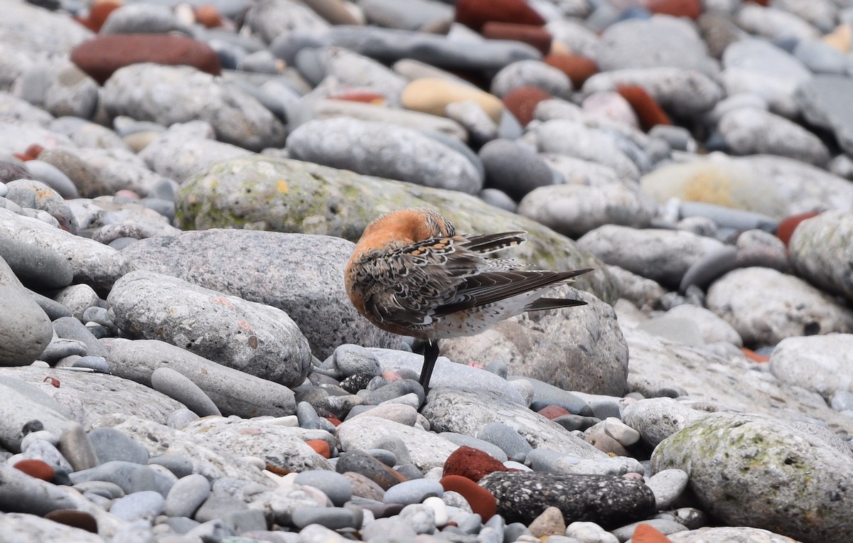 Red Knot - ML619700828