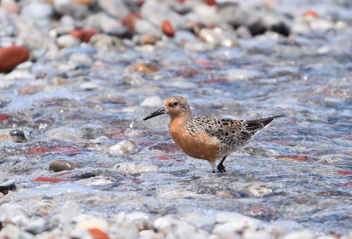 Red Knot - ML619700830