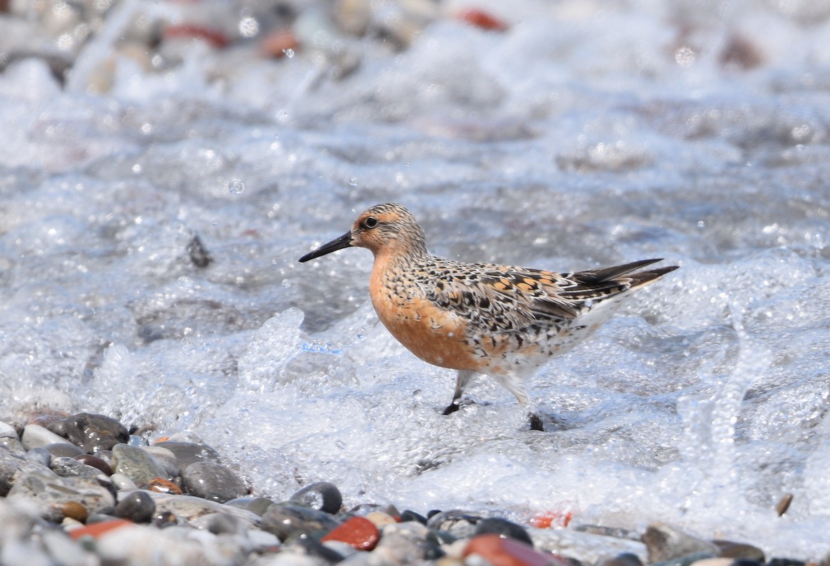 Red Knot - ML619700831