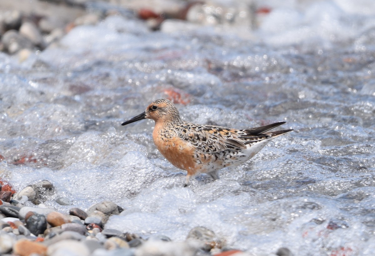 Red Knot - ML619700832