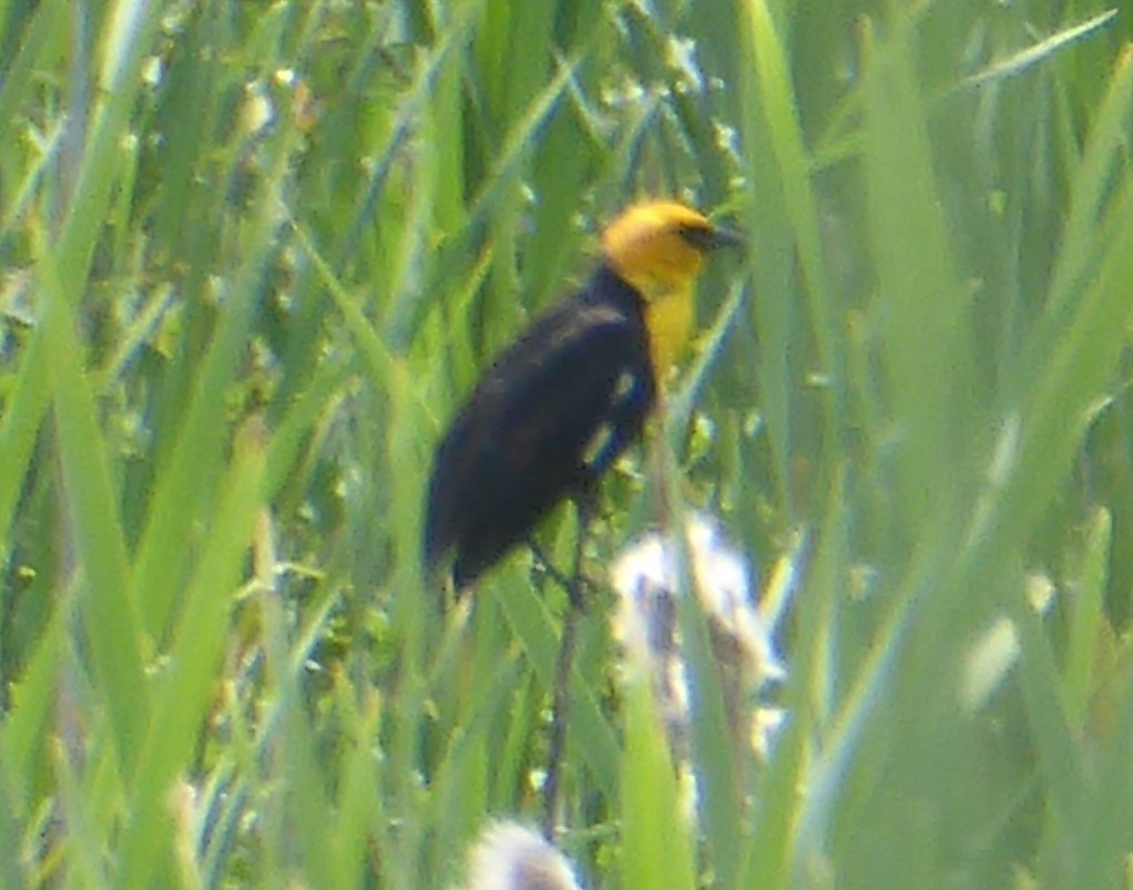 Yellow-headed Blackbird - ML619700858