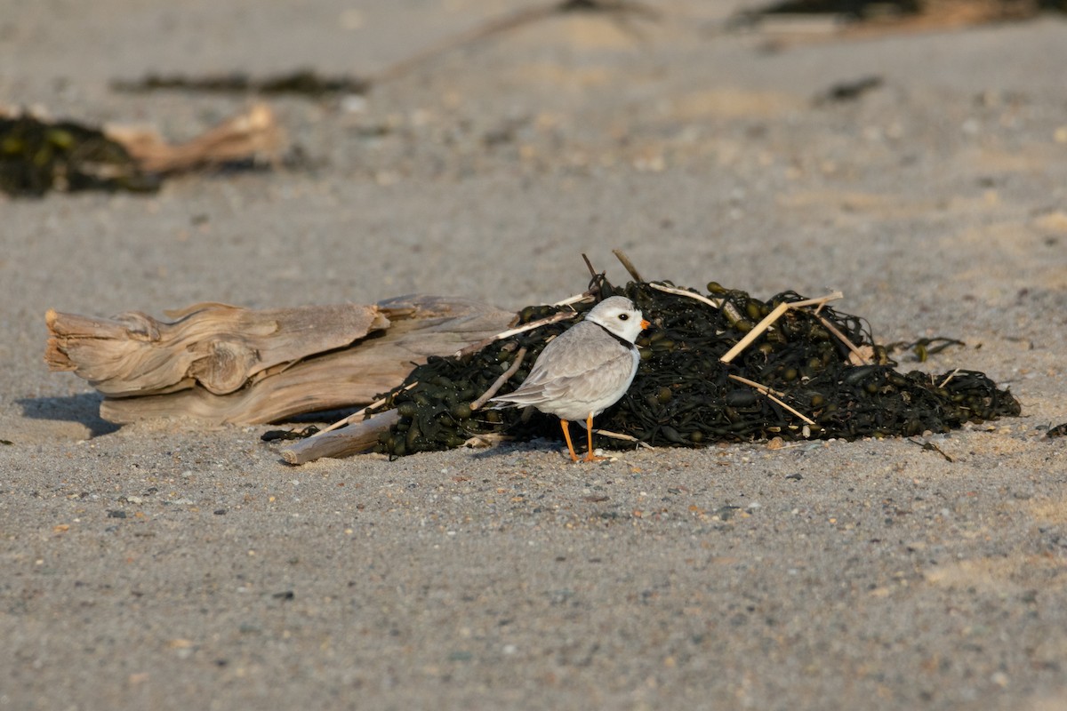 Piping Plover - ML619700881