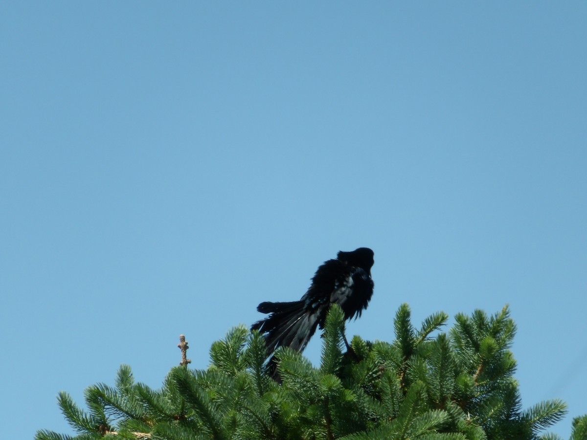 Great-tailed Grackle - ML619700898