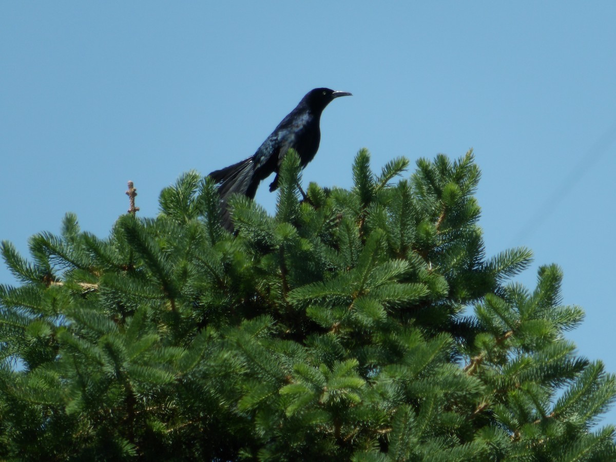 Great-tailed Grackle - ML619700899