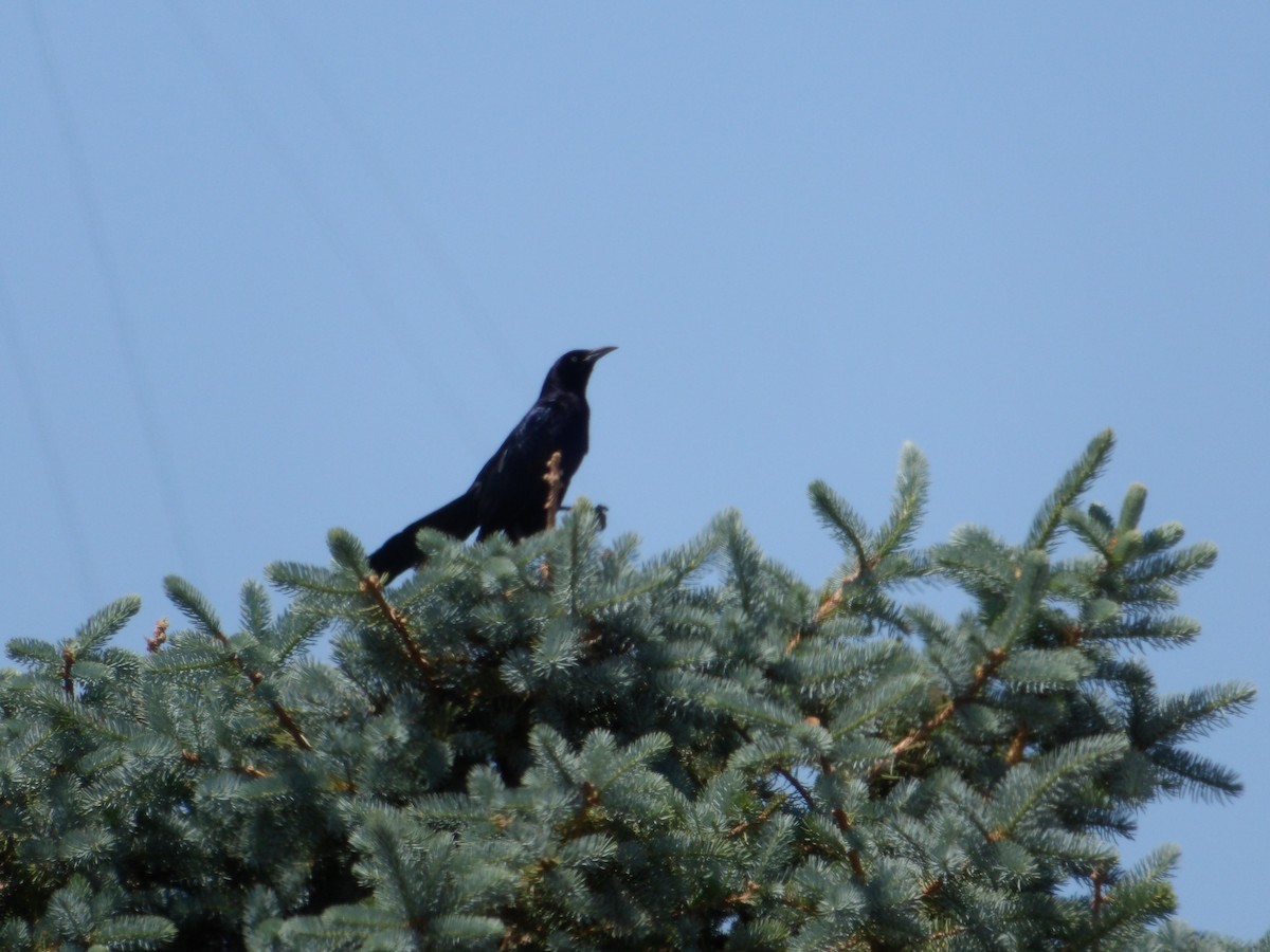 Great-tailed Grackle - ML619700901