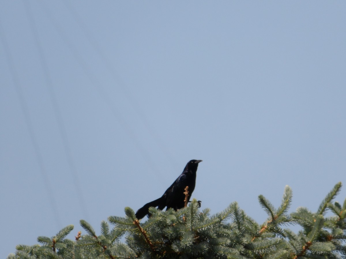 Great-tailed Grackle - ML619700902