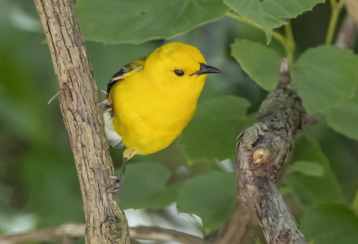 Prothonotary Warbler - ML619700944