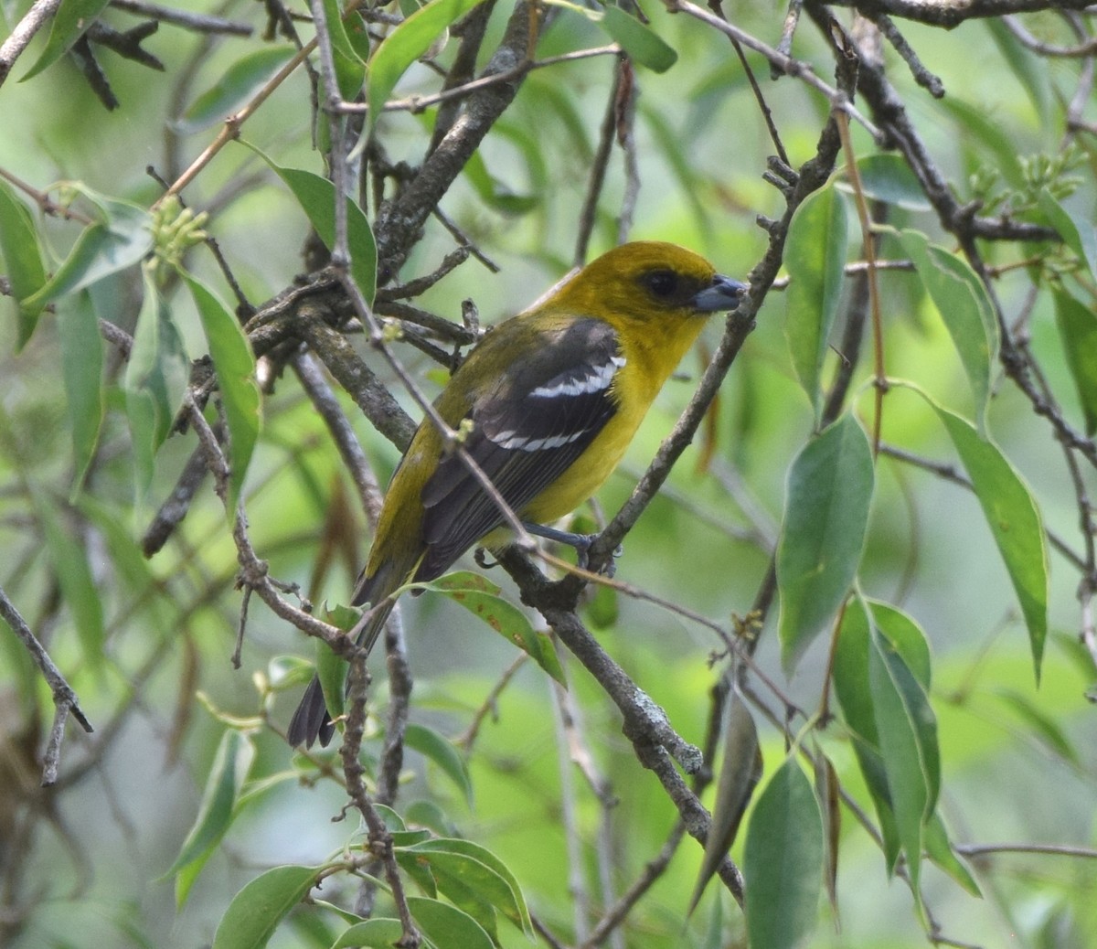 White-winged Tanager - ML619700946