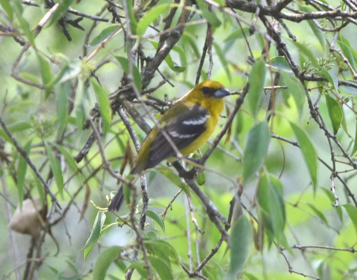 White-winged Tanager - ML619700948