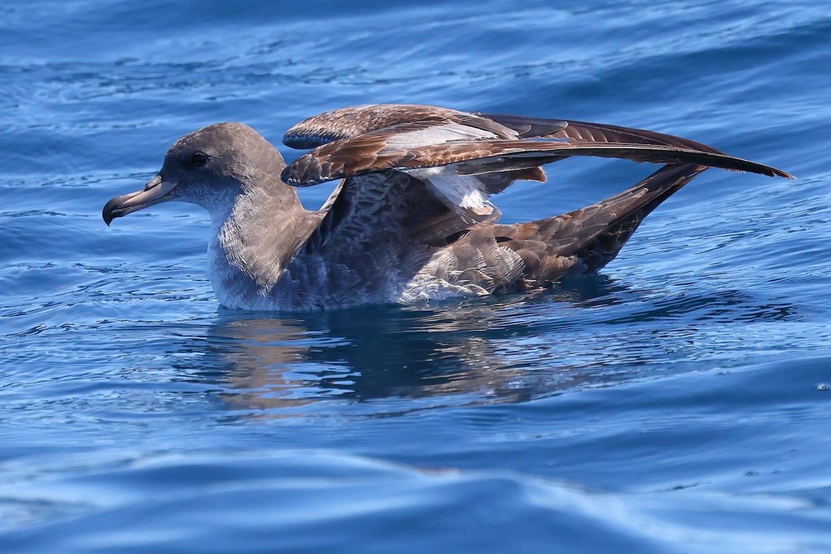 Pink-footed Shearwater - ML619700988