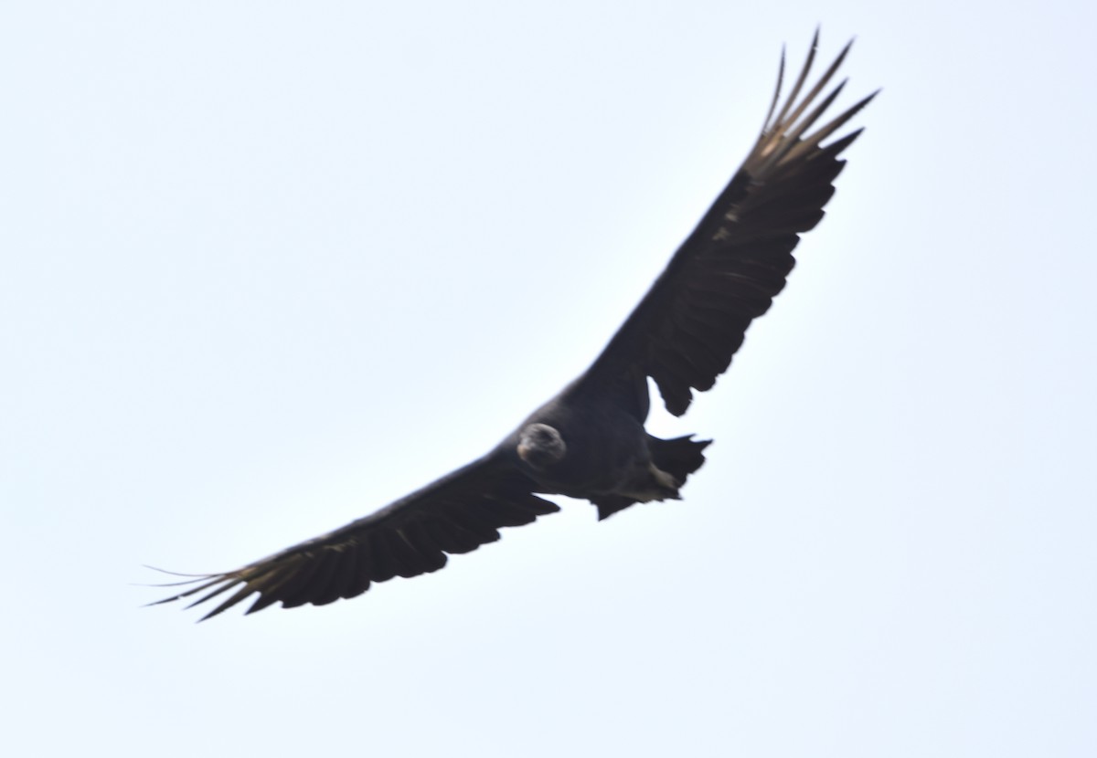 Black Vulture - ML619700992