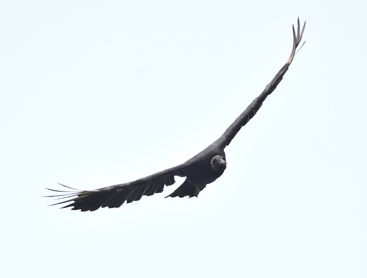 Black Vulture - ML619700994