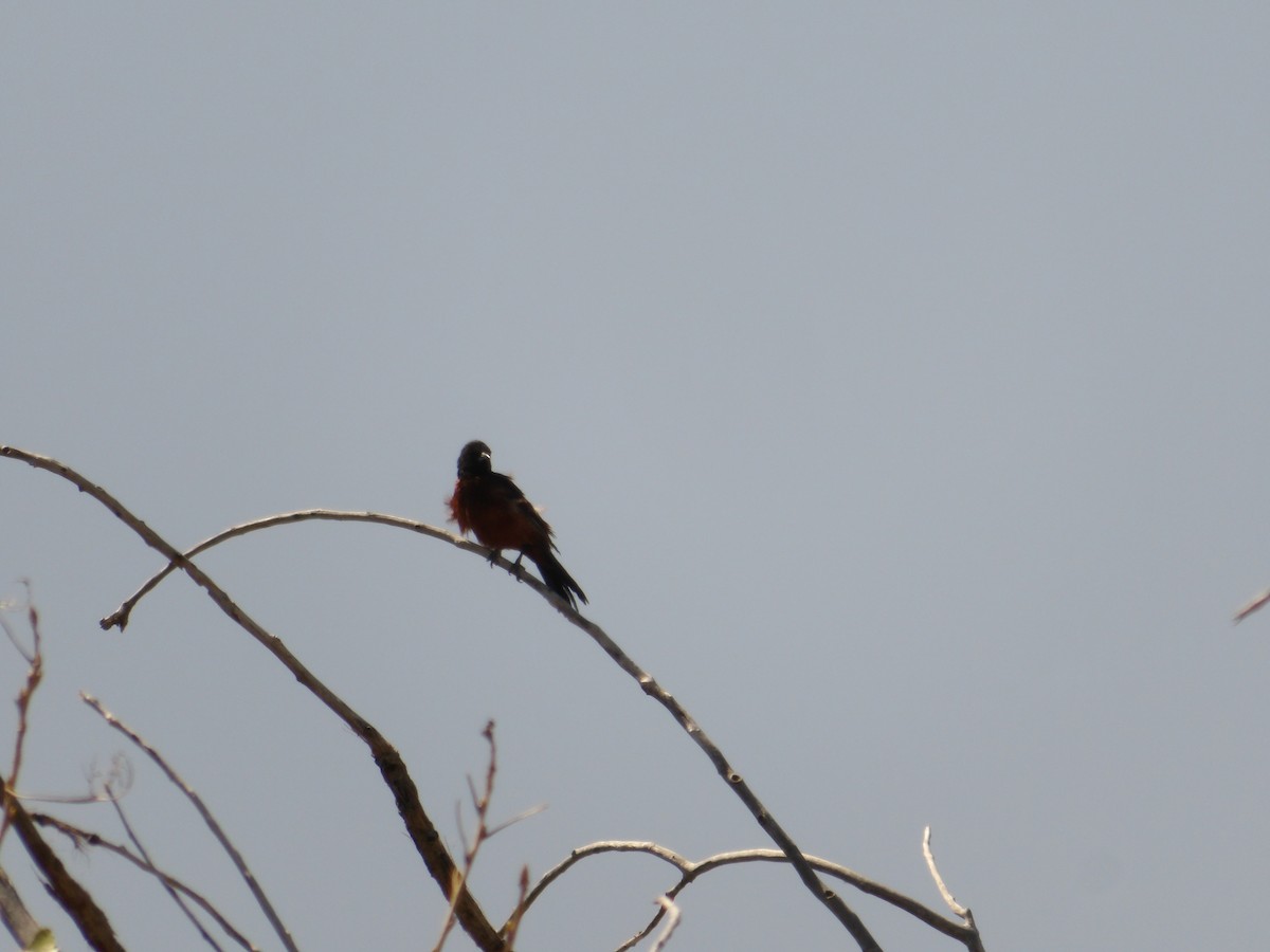 Orchard Oriole - ML619700995