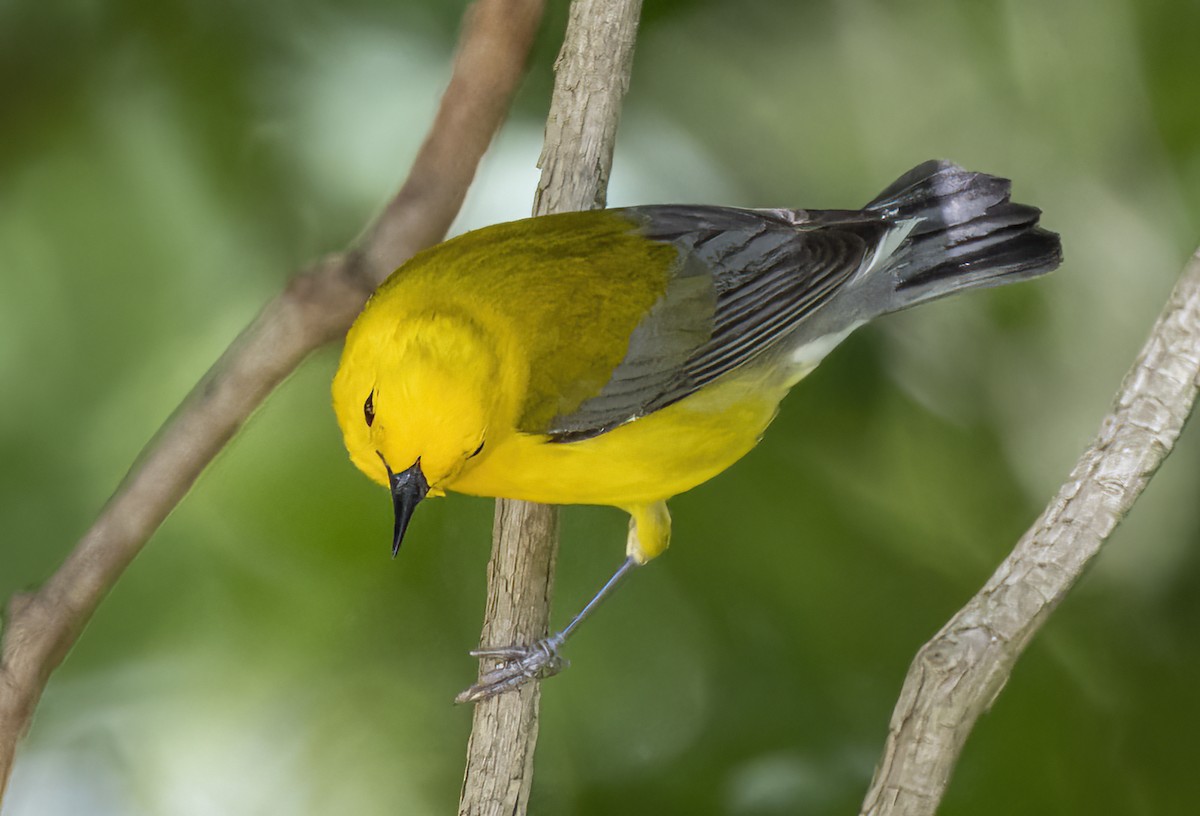 Prothonotary Warbler - ML619701026