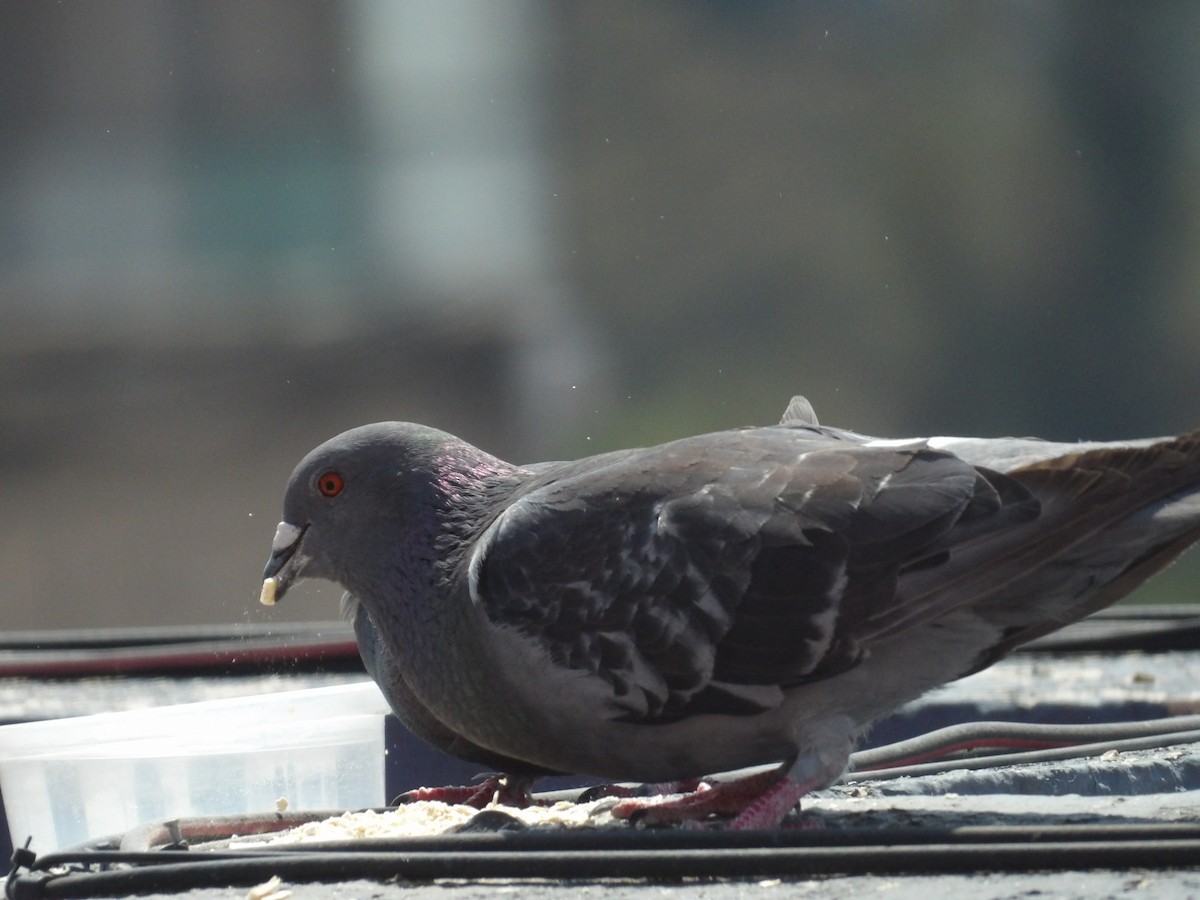 Pigeon biset (forme domestique) - ML619701036