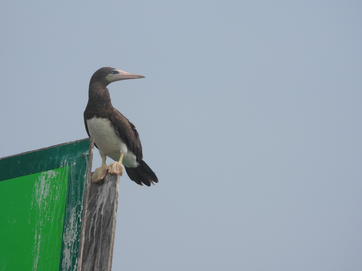 Brown Booby - ML619701038