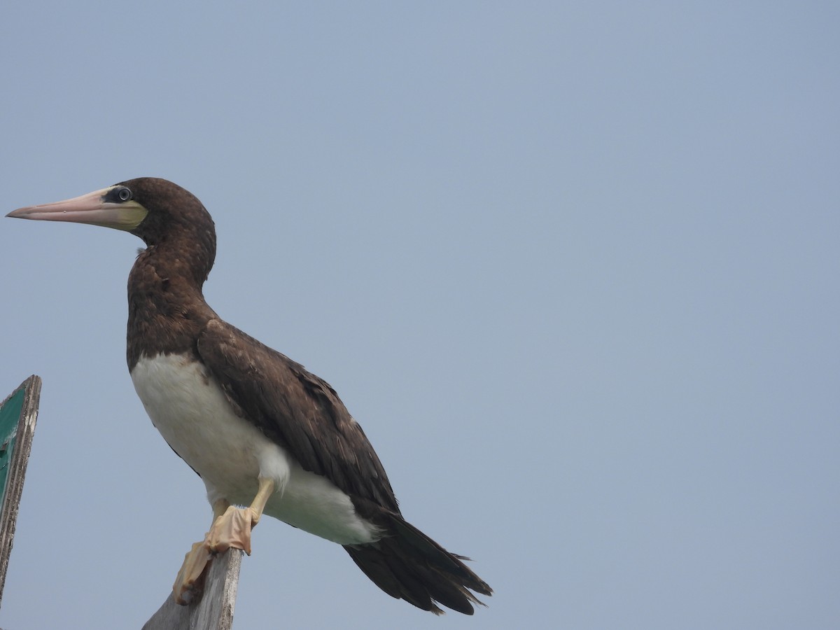 Brown Booby - ML619701045
