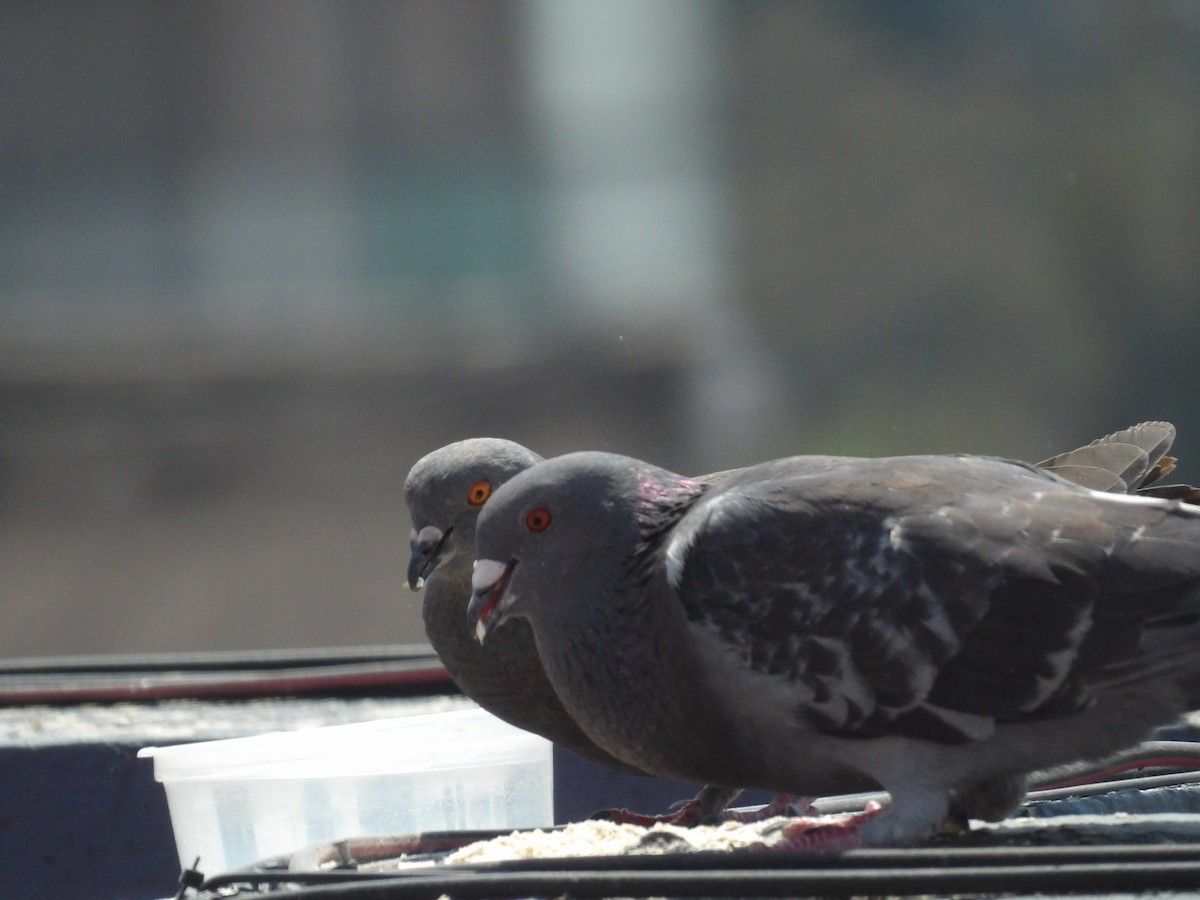 Pigeon biset (forme domestique) - ML619701053