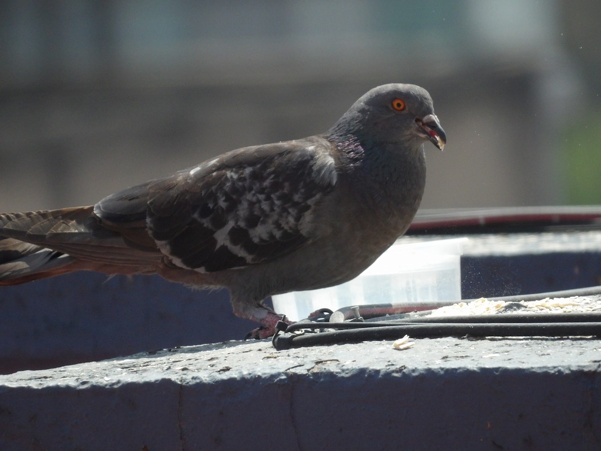 Rock Pigeon (Feral Pigeon) - ML619701072