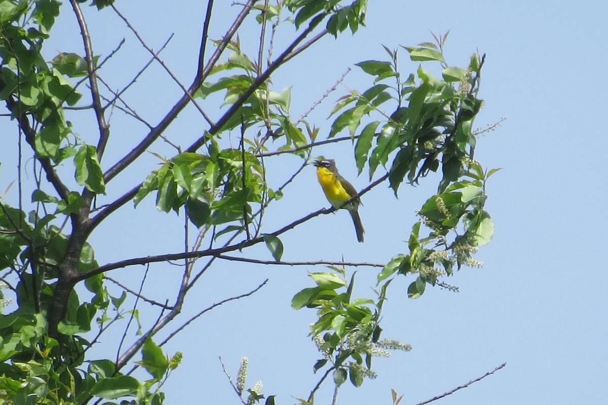 Yellow-breasted Chat - ML619701113