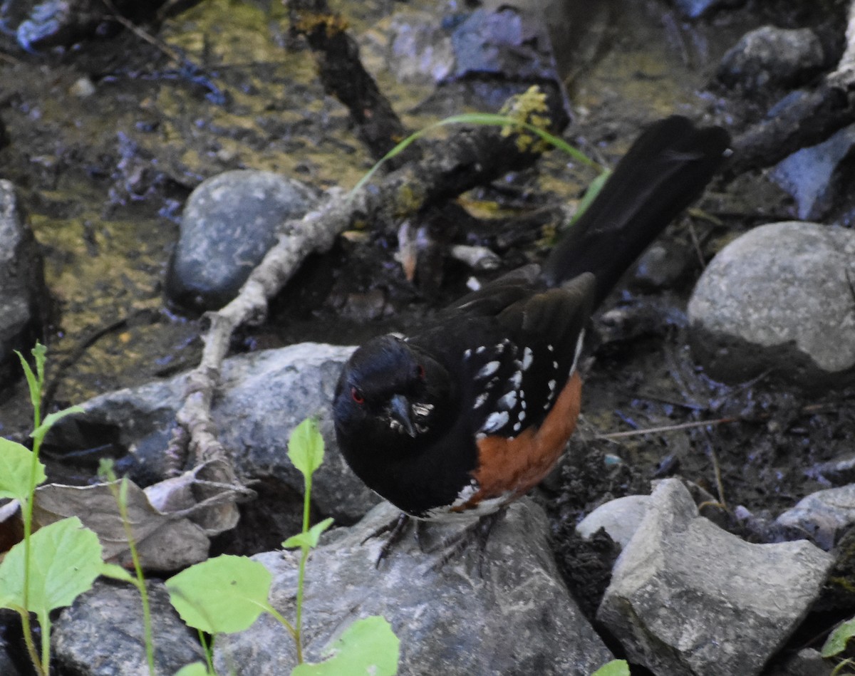 Spotted Towhee - ML619701132