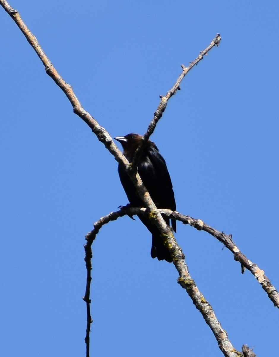 Brown-headed Cowbird - ML619701157