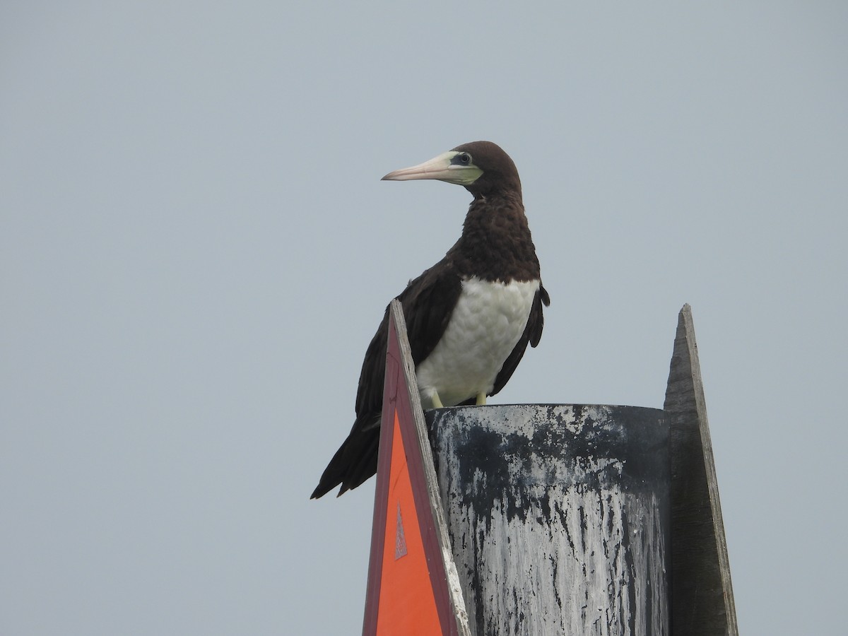 Brown Booby - ML619701176