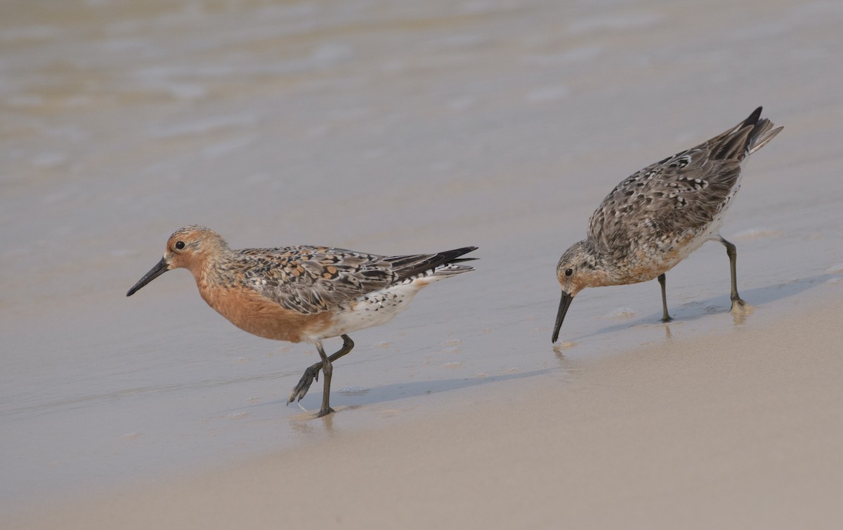 Red Knot - ML619701188
