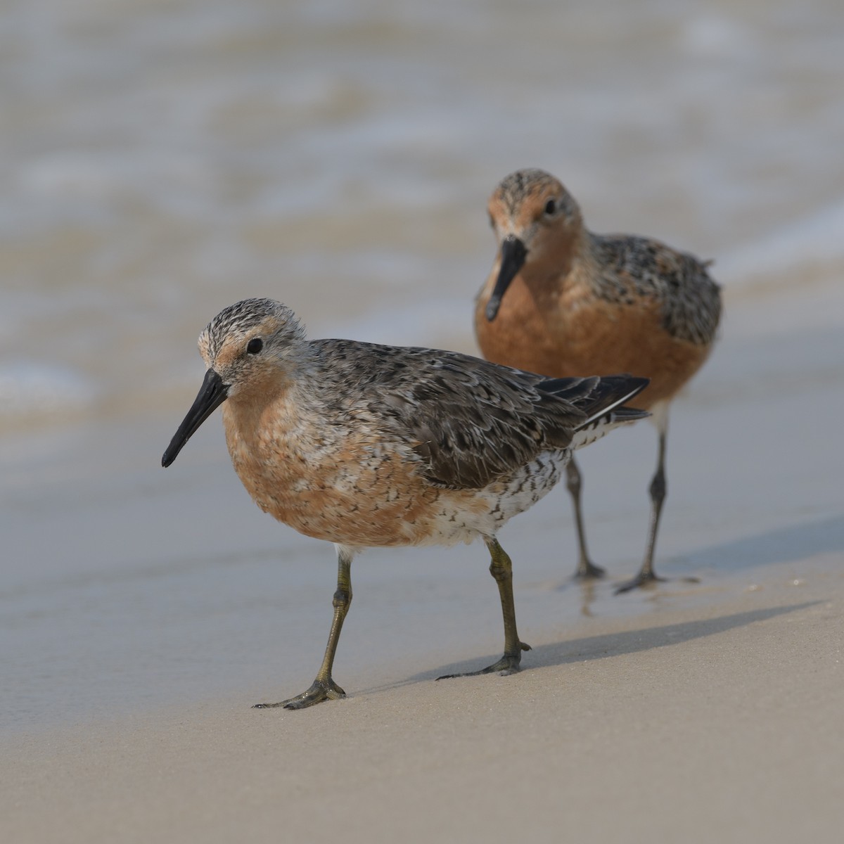 Red Knot - ML619701189