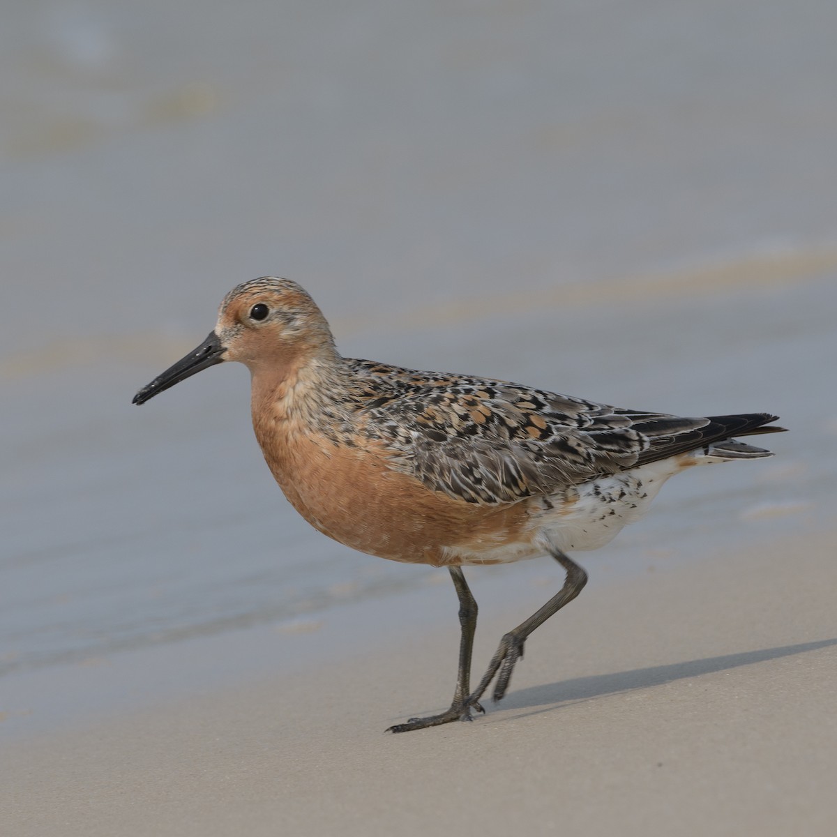 Red Knot - ML619701190