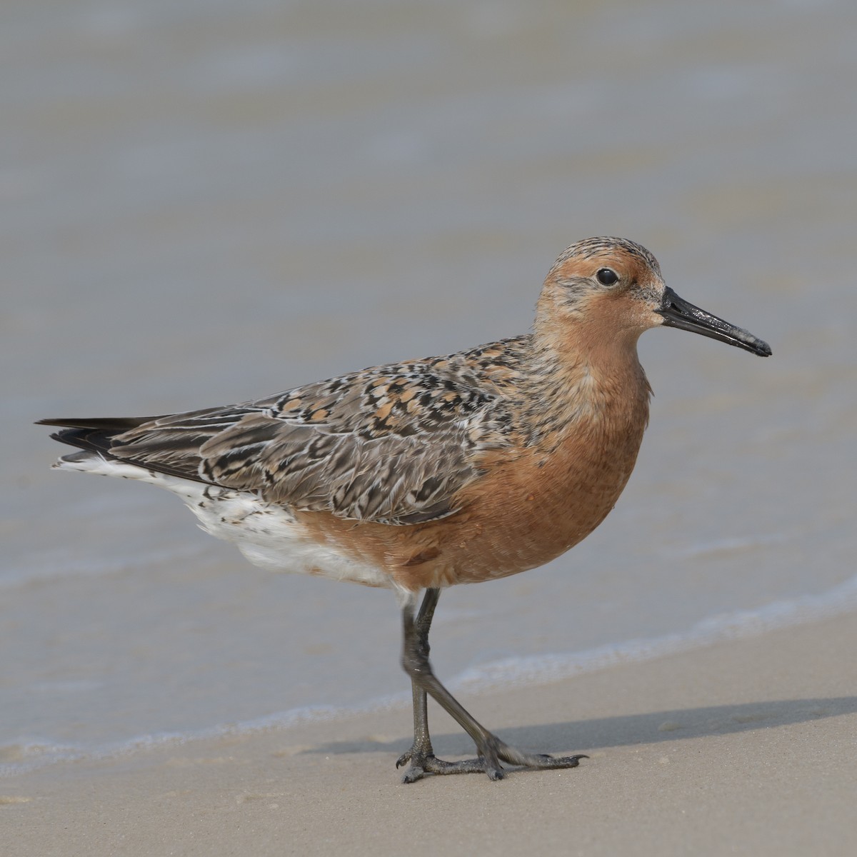 Red Knot - ML619701191
