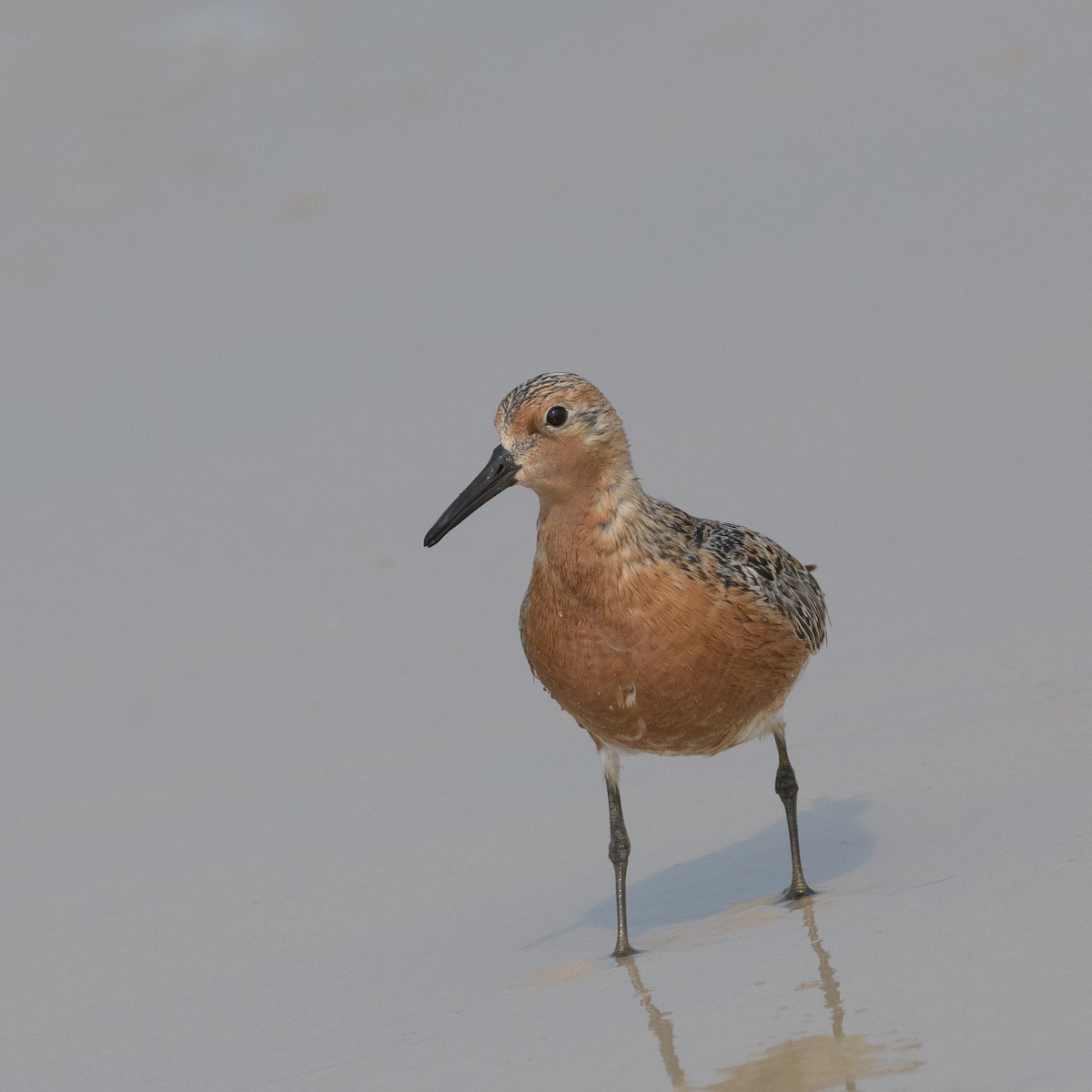 Red Knot - ML619701193