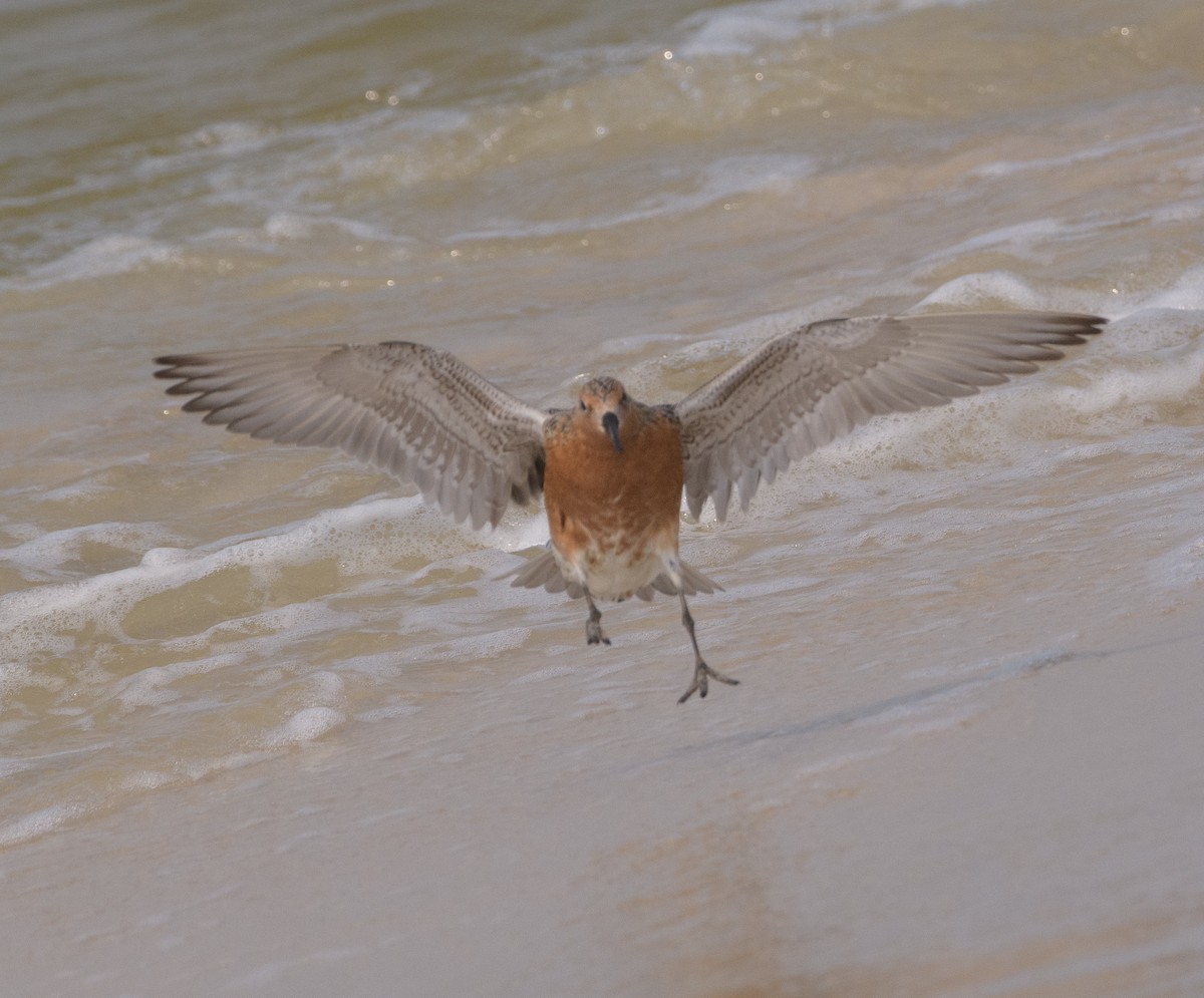 Red Knot - ML619701194