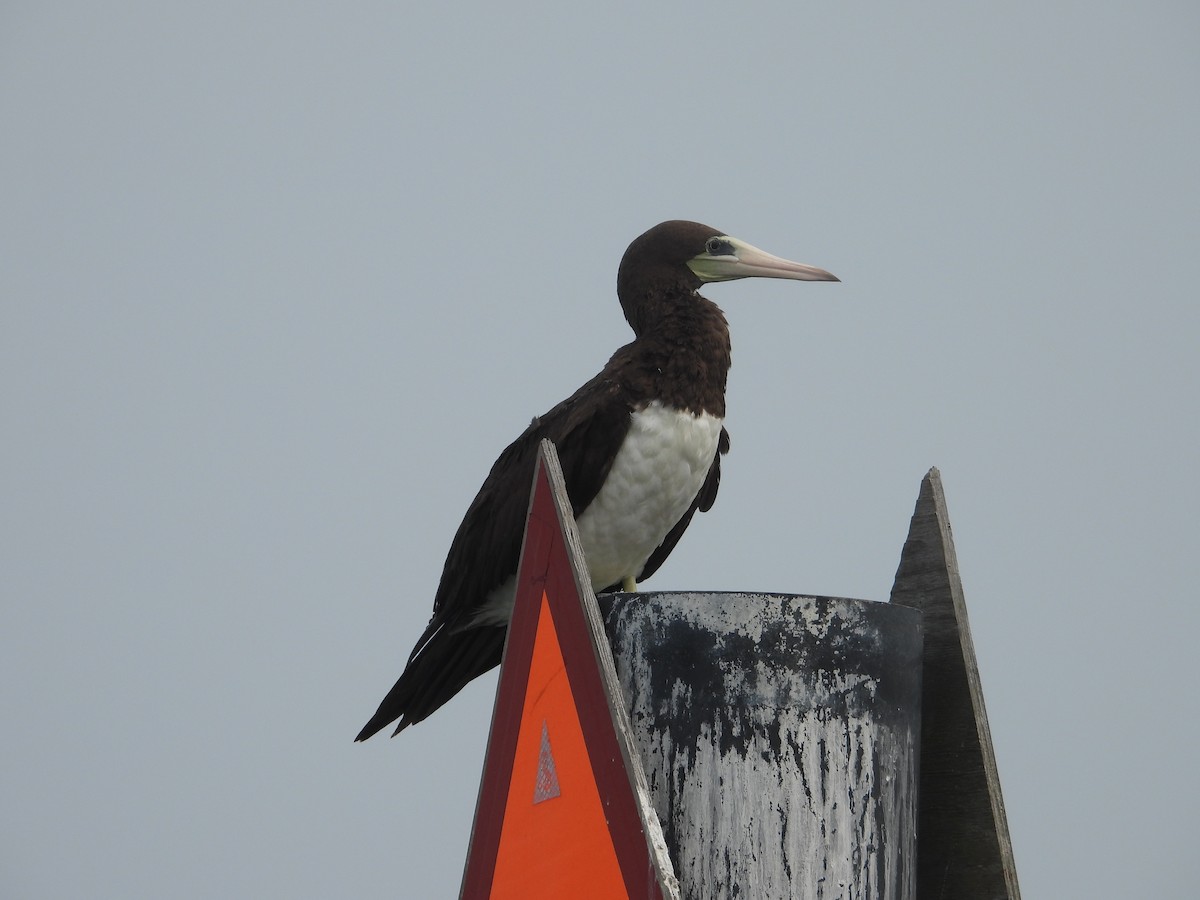 Brown Booby - ML619701195