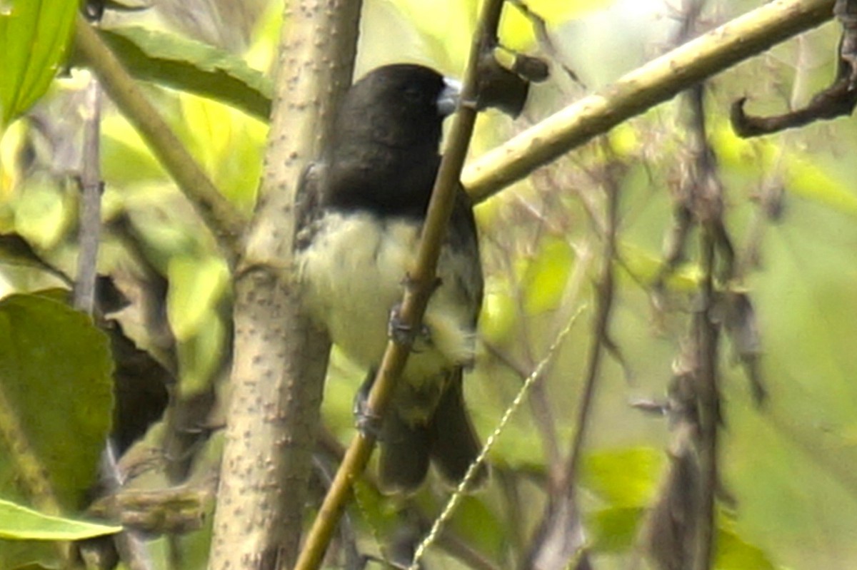 Yellow-bellied Seedeater - ML619701204