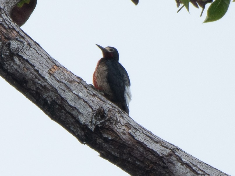 Puerto Rican Woodpecker - ML619701261