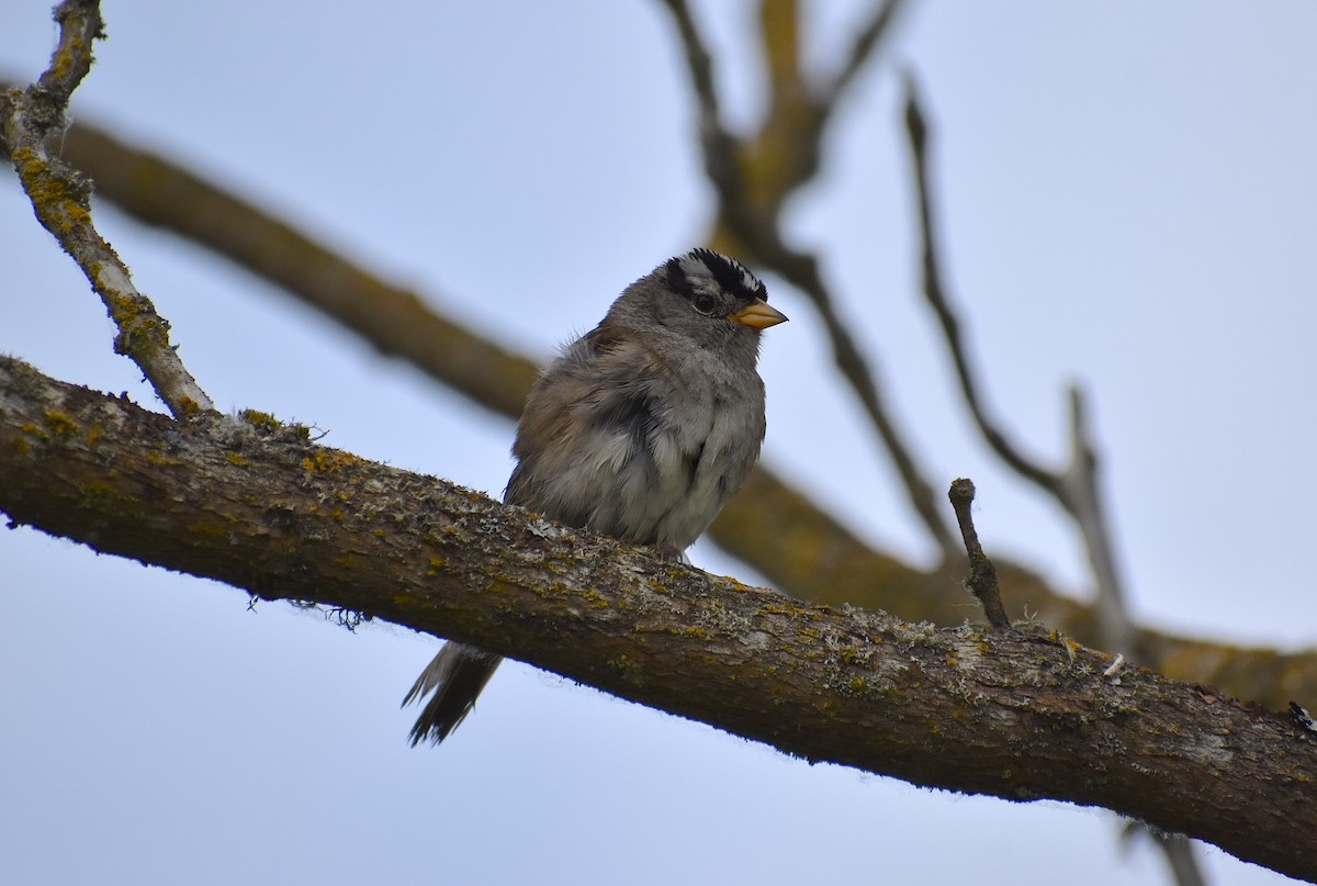 White-crowned Sparrow - ML619701290