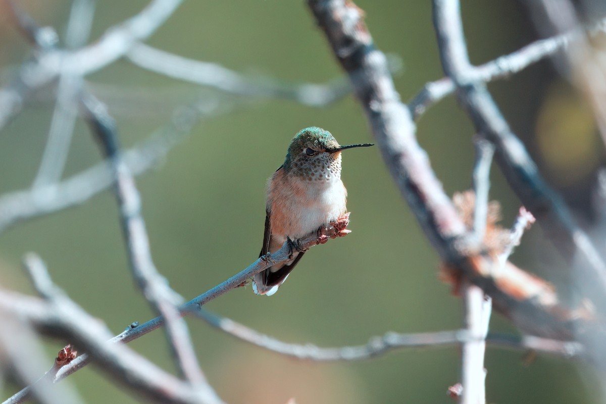Broad-tailed Hummingbird - ML619701308