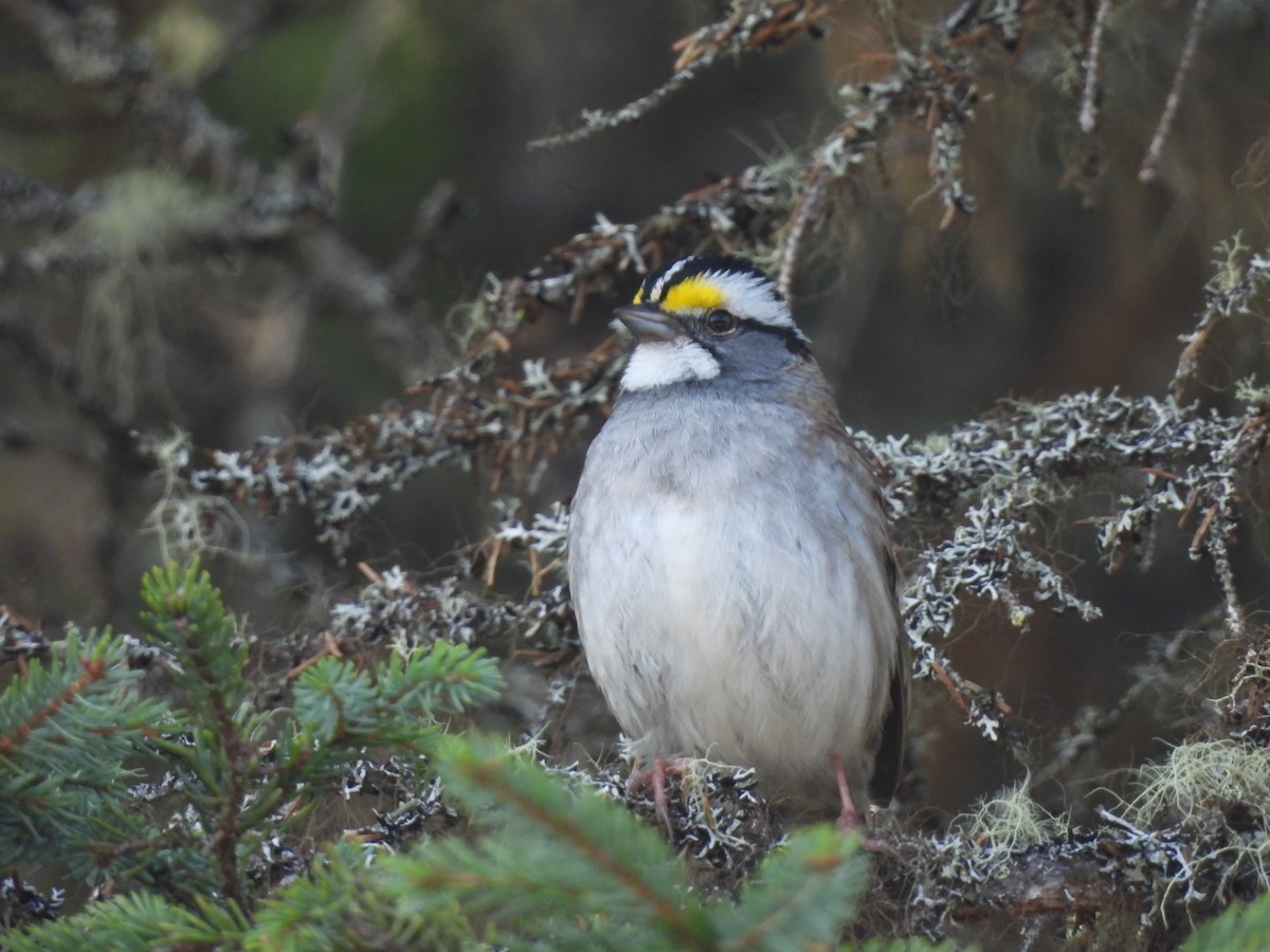 White-throated Sparrow - ML619701319