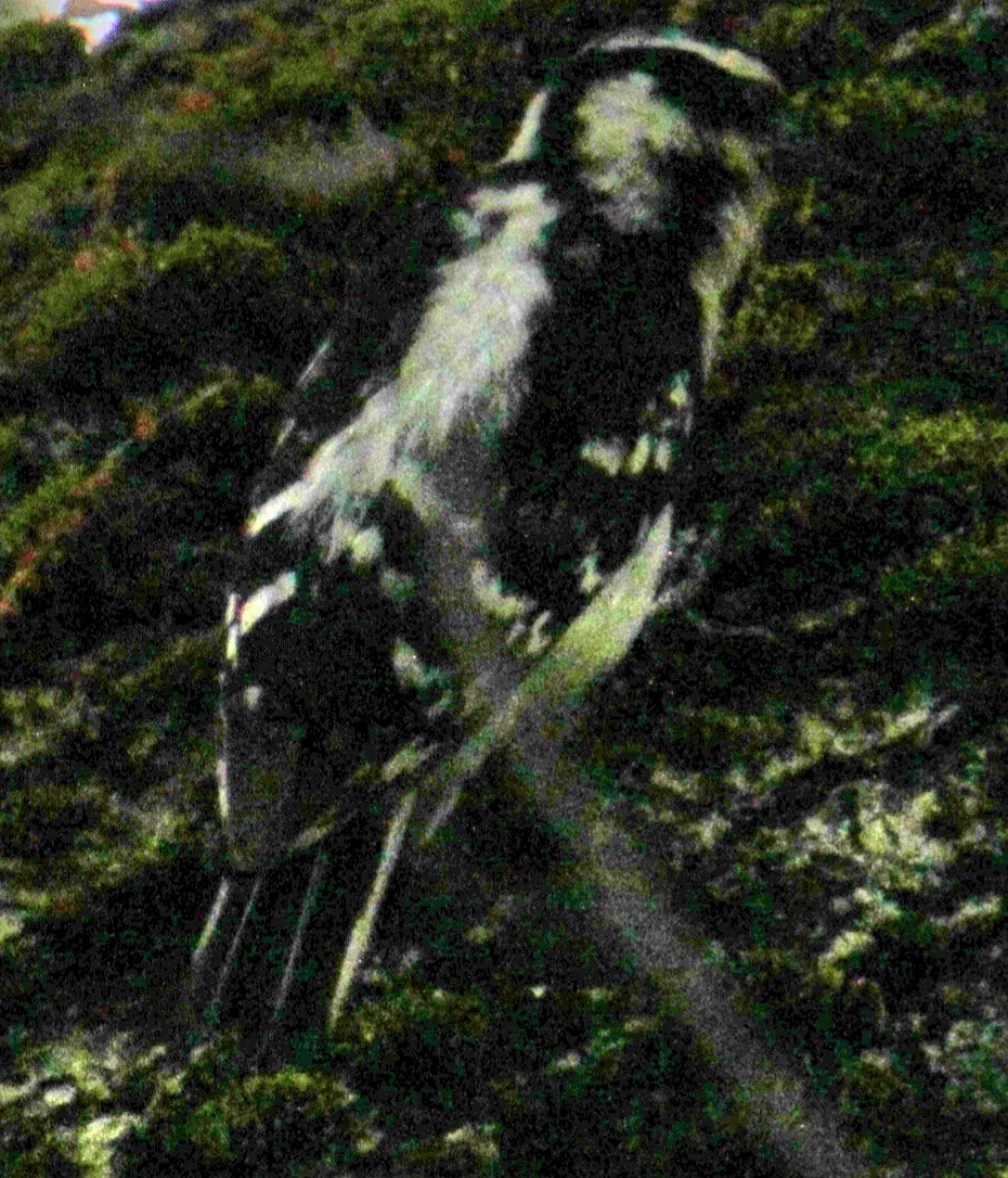 Downy Woodpecker (Eastern) - ML619701334